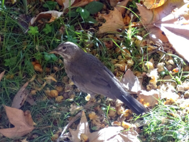 Fotografia zatytułowany „A blackbird” autorstwa Aurelio Nicolazzo, Oryginalna praca, Fotografia cyfrowa