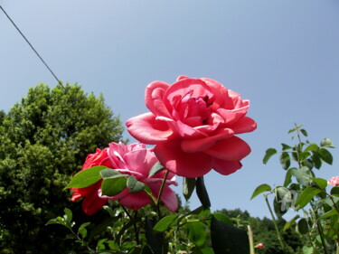 Fotografia intitolato "Rose" da Aurelio Nicolazzo, Opera d'arte originale
