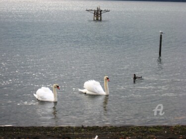 Fotografia intitolato "Cigni sul lago" da Aurelio Nicolazzo, Opera d'arte originale