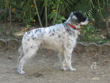 Photography titled "Setter Arturo" by Aurelio Nicolazzo, Original Artwork