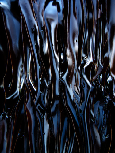 摄影 标题为“algues-0443-w.jpg” 由Robert Lebarbier, 原创艺术品, 数码摄影