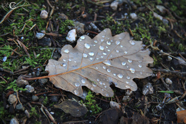 Fotografía titulada "dans la foret ..." por L'Écla, Obra de arte original