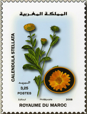 Installation intitulée "flore marocaine" par L.Edfouf, Œuvre d'art originale