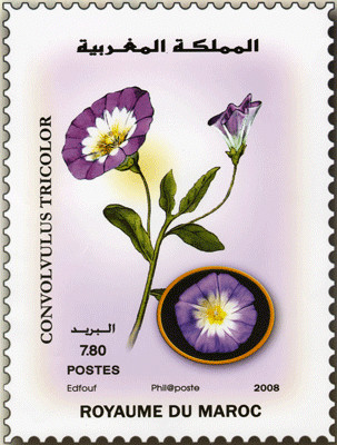 Installation intitulée "flore marocaine" par L.Edfouf, Œuvre d'art originale