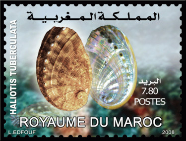 Installation intitulée "Faune Marine Maroca…" par L.Edfouf, Œuvre d'art originale