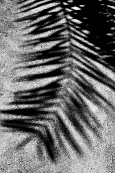 Photographie intitulée "Feuiile de palmier" par Maryse Ledoux, Œuvre d'art originale, Photographie numérique