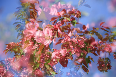 Fotografia intitolato "Pink bloom." da Leena Amelina, Opera d'arte originale, Fotografia digitale