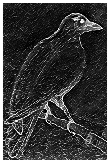 Drawing titled "Carrion Crow" by Leendert Hendrik, Original Artwork, Digital Photography