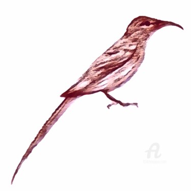Pintura intitulada "Sugarbird (Study)" por Leendert Hendrik, Obras de arte originais, Aquarela