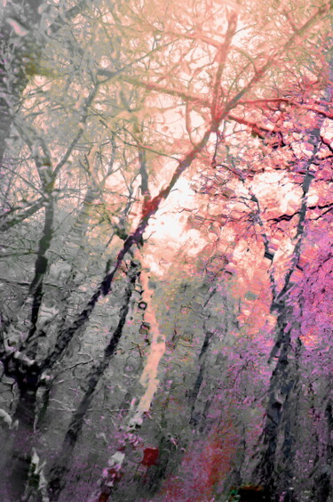 Fotografie getiteld "Winter Forest" door Lena Ru, Origineel Kunstwerk, Niet gemanipuleerde fotografie