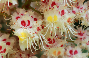 Fotografia intitolato "chestnut flowers" da Helen Dan, Opera d'arte originale, Fotografia digitale