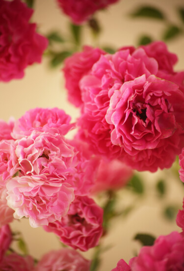 Photographie intitulée "Bouquet of garden r…" par Helen Dan, Œuvre d'art originale, Photographie numérique