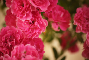 Photographie intitulée "garden roses in a b…" par Helen Dan, Œuvre d'art originale, Photographie numérique