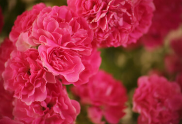 Photography titled "pink roses" by Helen Dan, Original Artwork, Digital Photography