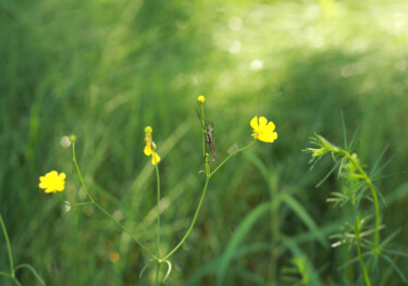 Photographie intitulée "yellow wildflowers" par Helen Dan, Œuvre d'art originale, Photographie numérique