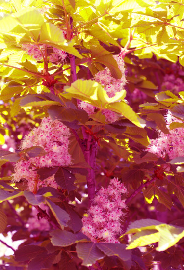 Fotografie mit dem Titel "Chestnut flowers an…" von Helen Dan, Original-Kunstwerk, Digitale Fotografie