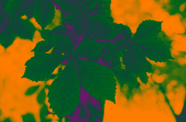 Фотография под названием "chestnut leaves mul…" - Helen Dan, Подлинное произведение искусства, Цифровая фотография