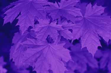 Fotografie getiteld "maple leaves in vio…" door Helen Dan, Origineel Kunstwerk, Gemanipuleerde fotografie