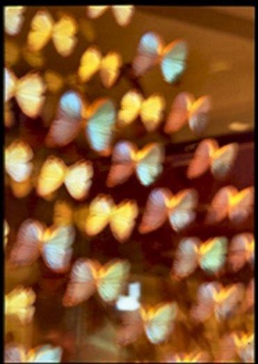 Photography titled "Butterfly" by Lenea Maibaum, Original Artwork