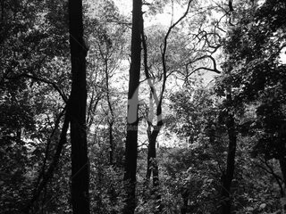 Photography titled "Forest Trees" by Lenka Graner, Original Artwork