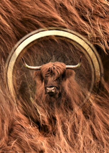 Digital Arts titled "Scottish highlander" by Leo Ster, Original Artwork, Non Manipulated Photography