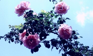 Photographie intitulée "Roses" par Leontines, Œuvre d'art originale, Photographie manipulée