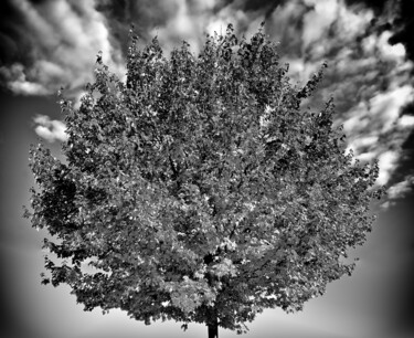 Fotografía titulada "Der Laubbaum" por Leopold Brix, Obra de arte original, Fotografía digital