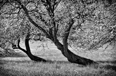 Fotografia intitulada "Bend over" por Leopold Brix, Obras de arte originais, Fotografia digital