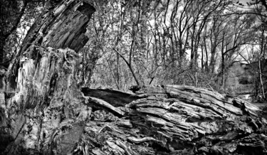 Fotografie mit dem Titel "Morsches Holz" von Leopold Brix, Original-Kunstwerk, Digitale Fotografie