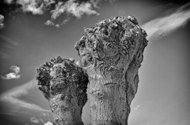 Photographie intitulée "Die Baumköpfe" par Leopold Brix, Œuvre d'art originale, Photographie numérique