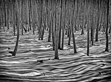 Fotografie mit dem Titel "Der Winterwald" von Leopold Brix, Original-Kunstwerk, Digitale Fotografie