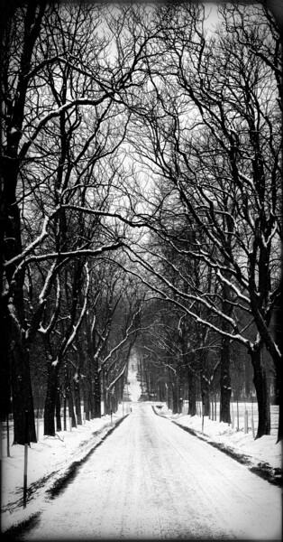 Fotografie mit dem Titel "Allee im Winter" von Leopold Brix, Original-Kunstwerk, Digitale Fotografie
