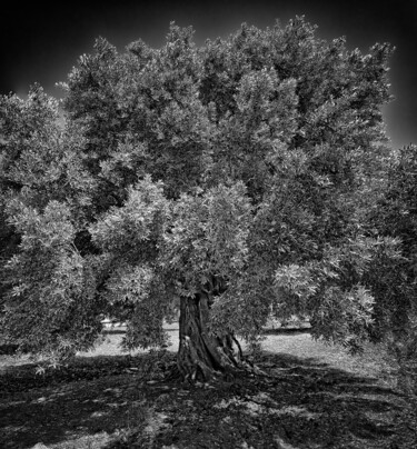 Fotografía titulada "Der Olivenbaum" por Leopold Brix, Obra de arte original, Fotografía digital