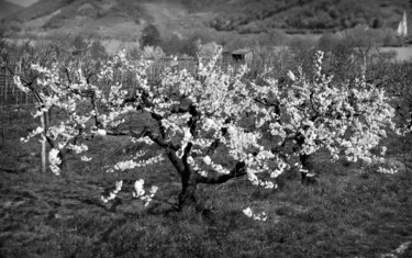 Фотография под названием "Der Kirschbaum" - Leopold Brix, Подлинное произведение искусства, Цифровая фотография