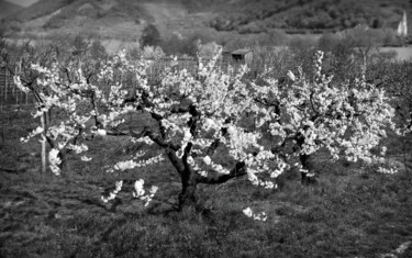 Fotografie mit dem Titel "Der Kirschbaum (Pri…" von Leopold Brix, Original-Kunstwerk, Digitale Fotografie