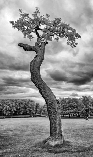 Фотография под названием "Der einzelne Baum" - Leopold Brix, Подлинное произведение искусства, Цифровая фотография