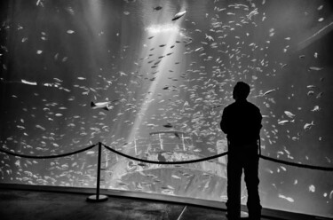Fotografía titulada "Das Aquarium" por Leopold Brix, Obra de arte original, Fotografía digital