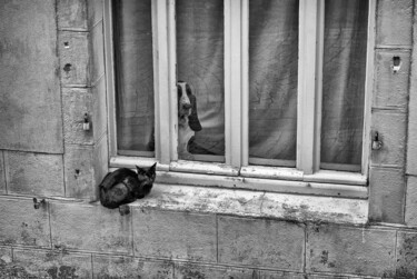 Fotografie mit dem Titel "Katze und Hund" von Leopold Brix, Original-Kunstwerk, Digitale Fotografie