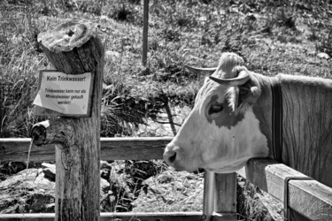 Fotografia intitulada "Die durstige Kuh" por Leopold Brix, Obras de arte originais, Fotografia digital