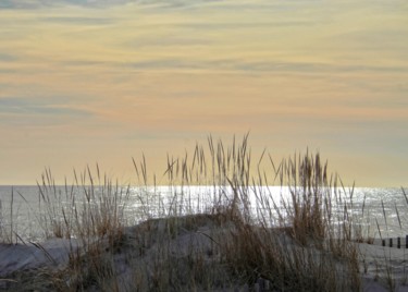 摄影 标题为“Reeds in Sand” 由Leo Tujak, 原创艺术品, 数码摄影