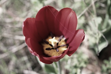 Photographie intitulée "Tulipe Rétro" par Aurore Ellmer, Œuvre d'art originale