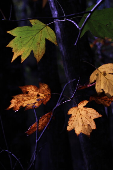 Photographie intitulée "Feuilles de nuit" par Aurore Ellmer, Œuvre d'art originale, Photographie numérique