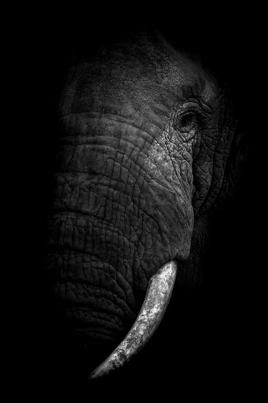 Photographie intitulée "ELEPHANT'S EXTINCTI…" par Levi Fine Art, Œuvre d'art originale