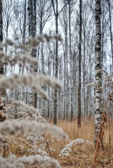 Photography titled "Берёзовая роща / A…" by Galina Levkina, Original Artwork, Digital Photography