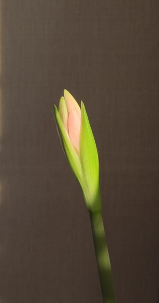 Фотография под названием "Расцвет / Flowering" - Galina Levkina, Подлинное произведение искусства, Цифровая фотография