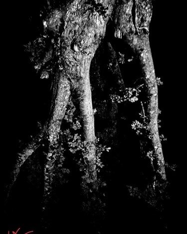 Photography titled "l'arbre éléphant" by Karl Lhériteau, Original Artwork, Non Manipulated Photography