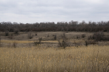 「Landscape with reed…」というタイトルの写真撮影 Liliia Kucherによって, オリジナルのアートワーク, デジタル