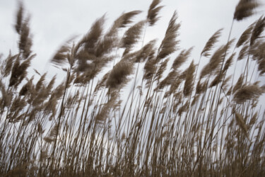 Fotografia zatytułowany „Landscape with reed…” autorstwa Liliia Kucher, Oryginalna praca, Fotografia cyfrowa