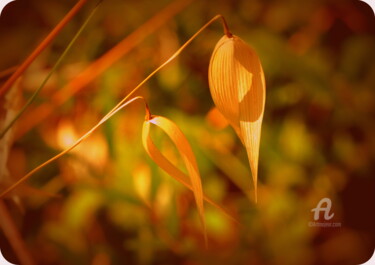 Fotografia intitolato "Gouttes d'or" da Lilipassion, Opera d'arte originale