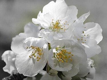 Fotografía titulada "fleurs de cerisier" por Lilipassion, Obra de arte original